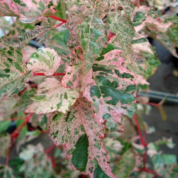 Acer conspicuum Red Flamingo - Acero pelle di serpente