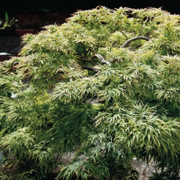 Acer palmatum Dissectum - Acero giapponese