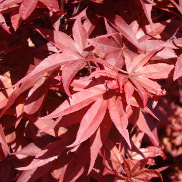 Acer palmatum Twomblys Red Sentinel - Acero giapponese