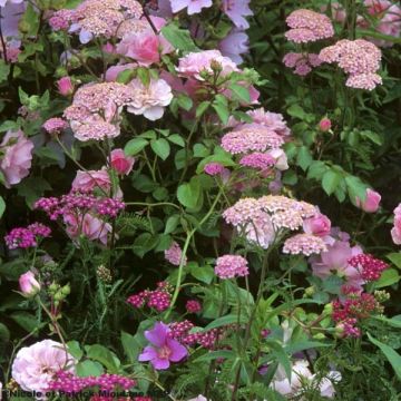 Achillea millefolium Apfelblute