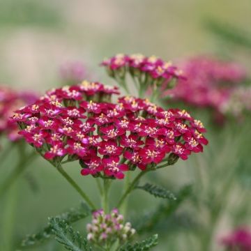 Achillea millefolium Cerise Queen