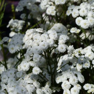 Achillea ptarmica Perry's White