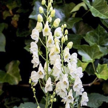 Aconitum napellus Album - Aconito napello