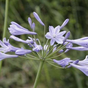 Agapanthus Docteur Brouwer