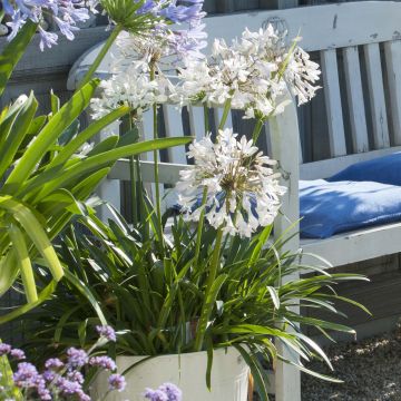 Agapanthus Polar Ice