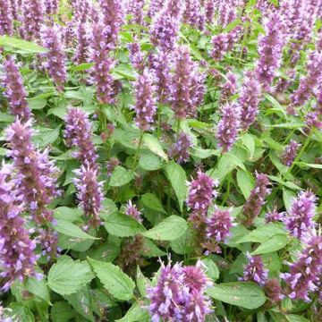 Agastache Beelicious Purple