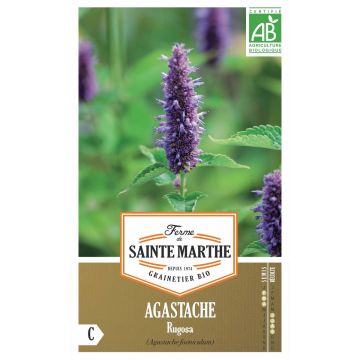 Agastache rugosa - Menta coreana