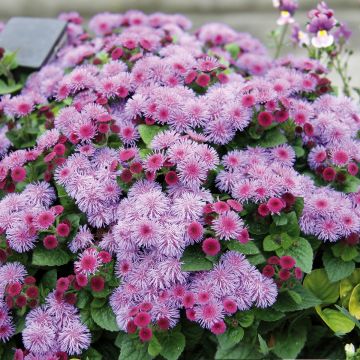 Ageratum Cushion Violet