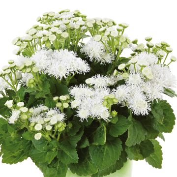 Ageratum Cushion White