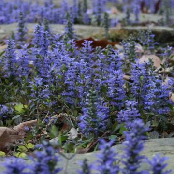 Ajuga reptans - Bugola