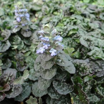 Ajuga pyramidalis Metallica Crispa - Iva piramidale