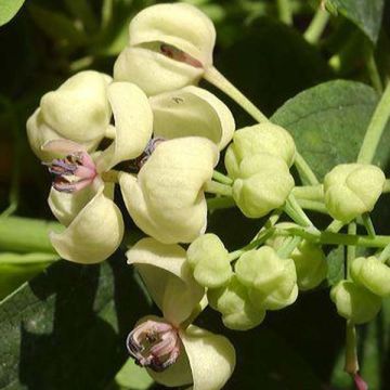 Akebia quinata Akebia Cream Form - Akebia a cinque foglie