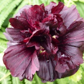 Alcea rosea Chater's Double pourpre - Malvarosa