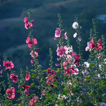 Alcea rosea Simplex - Malvarosa