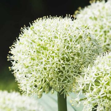 Allium karataviense Ivory Queen - Aglio ornamentale