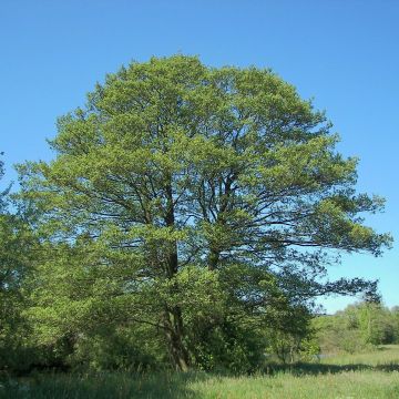 Alnus glutinosa - Ontano comune