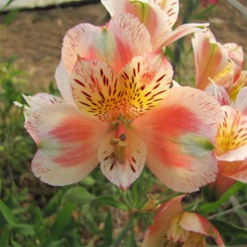 Alstroemeria Duc d'Anjou Jean