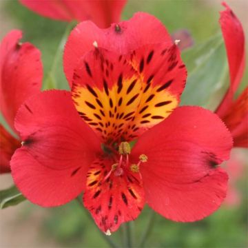 Alstroemeria Majestic Liré