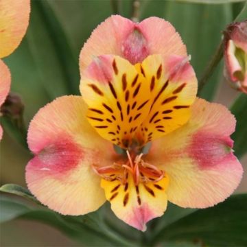 Alstroemeria Majestic Chartrené