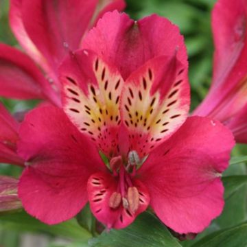 Alstroemeria Pitchounes Gaspard