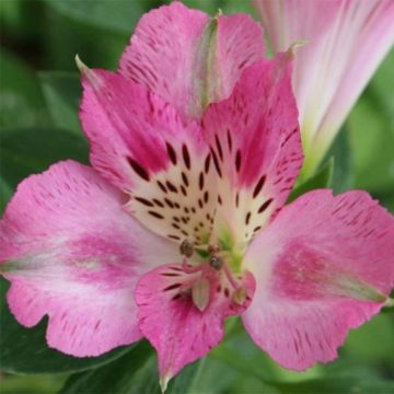 Alstroemeria Pitchounes Rosie