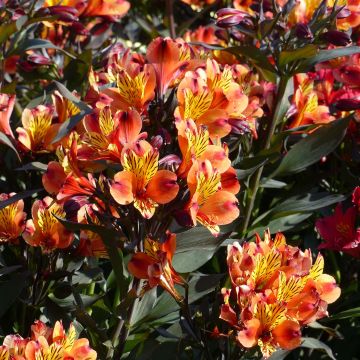 Alstroemeria Indian Summer