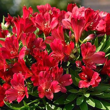 Alstroemeria Inticancha Red ou Valentino