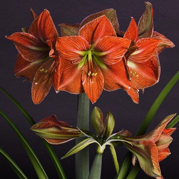 Amaryllis Terra Cotta - Hippeastrum