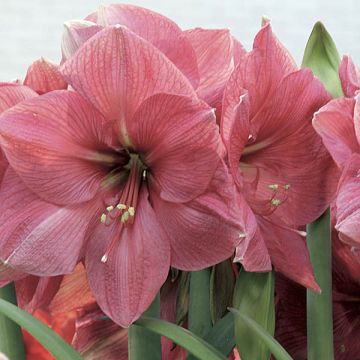 Amaryllis Hercule - Hippeastrum