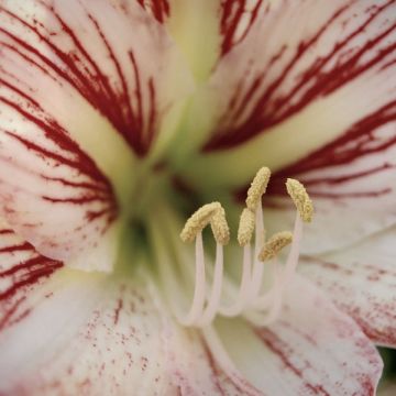 Amaryllis Hurricane - Hippeastrum