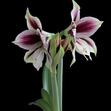 Amaryllis Papilio - Hippeastrum