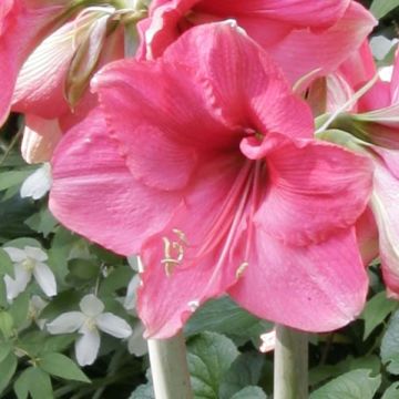 Amaryllis Pink Surprise - Hippeastrum