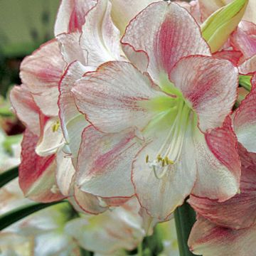 Amaryllis San Remo - Hippeastrum