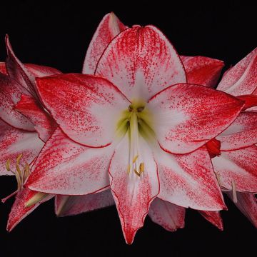 Amaryllis Spotlight - Hippeastrum