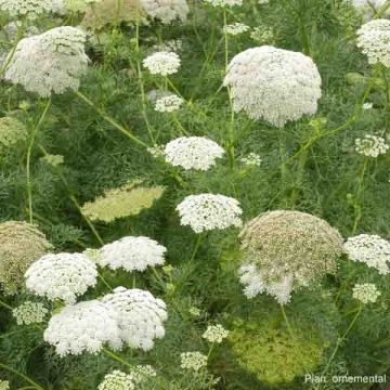 Ammi visnaga The giant - Visnaga