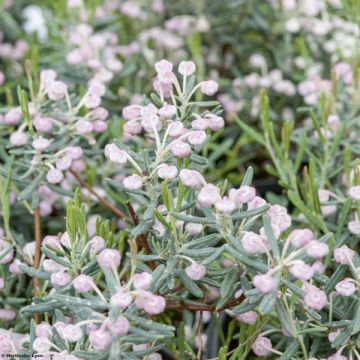 Andromeda polifolia Blue Ice - Rosmarino di palude