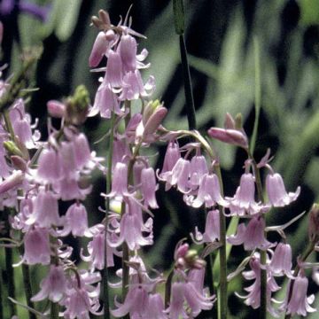 Hyacinthoides hispanica Rosea - Giacinto a campanelle