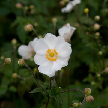 Anemone Andrea Atkinson - Anemone giapponese