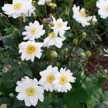 Anemone hupehensis Snow Angels - Anemone giapponese