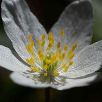 Anemone nemorosa