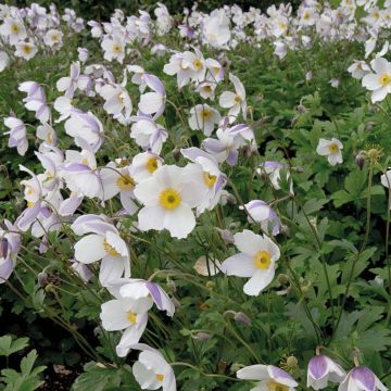 Anemone Wild Swan - Anemone giapponese