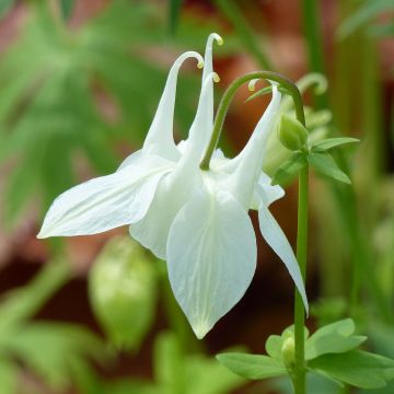 Aquilegia vulgaris var.nivea Munstead White