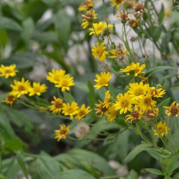 Arnica montana NT - Ferme de Sainte Marthe - Arnica