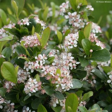 Aronia melanocarpa Revontuli Mound - Aronia