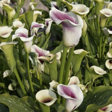 Zantedeschia Picasso - Calla