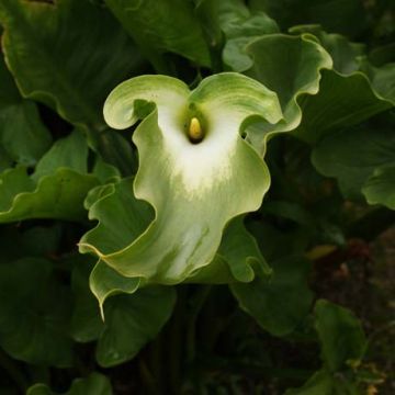 Zantedeschia aethiopica Green Goddess - Calla