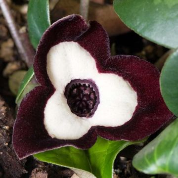 Asarum maximum Ling Ling - Asaro