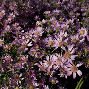 Aster ericoides Blue Wonder