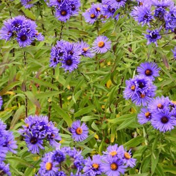 Aster novae-angliae Guido en Gezelle - Astro settembrino