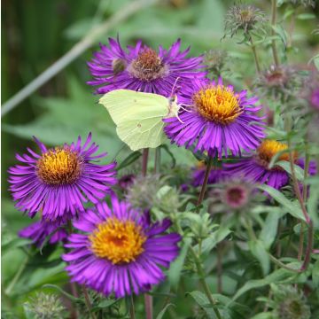 Aster novae-angliae Violetta - Astro settembrino